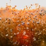 Applying the Character Quality of Meekness
