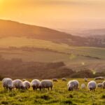 Applying the Character Quality of Compassion