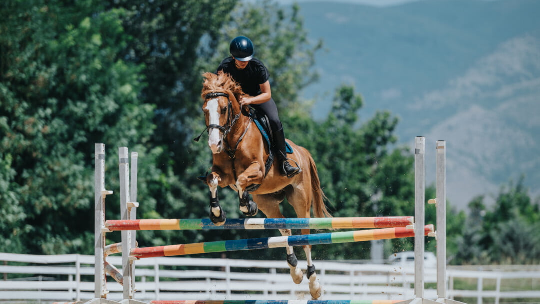 Lessons Not Just Applicable to Horses