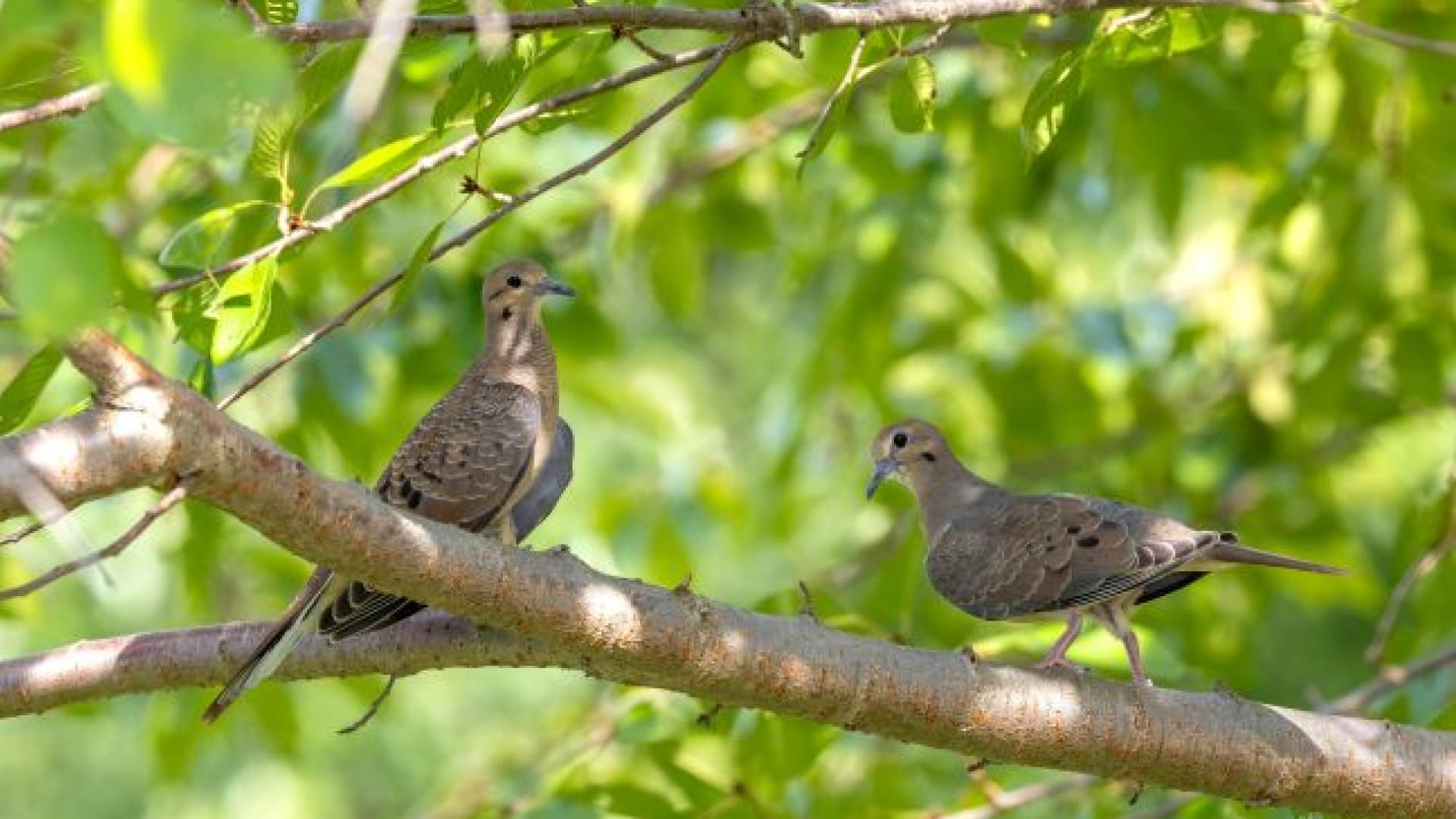4c The Time Of The Singing Of Birds